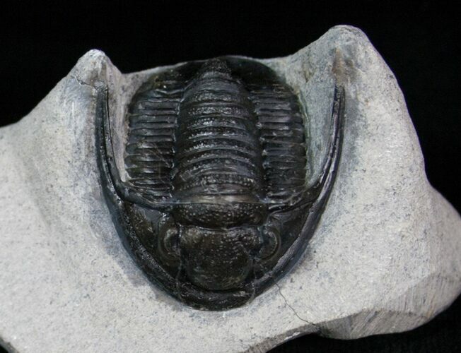 Inch Cornuproetus Trilobite #4084